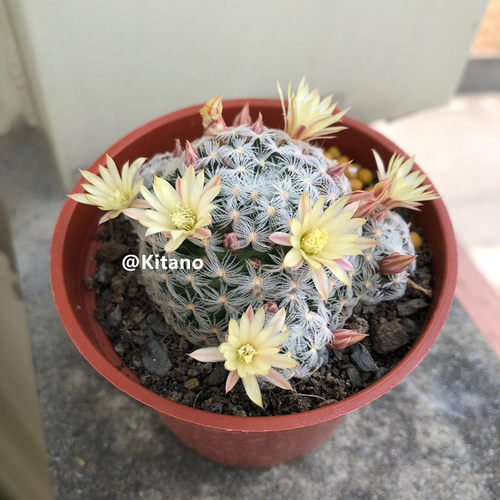 杜威丸仙人球实生软毛不扎手