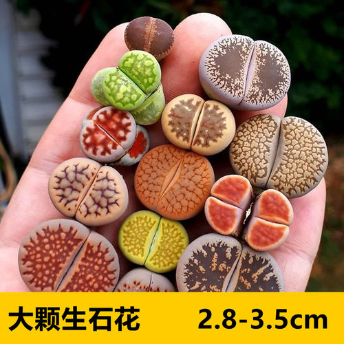 大颗生石花多肉植物稀有品种