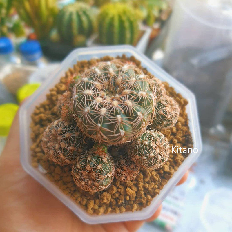 罗星丸仙人球 红刺宝山开花好养防辐射盆栽不扎手群生 萝卜根花卉