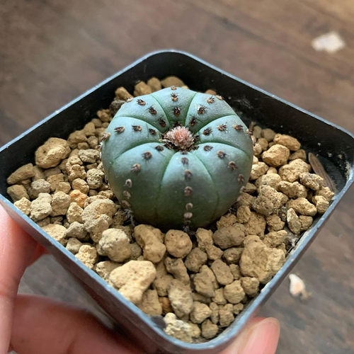 艳姬士童仙人球实生开花