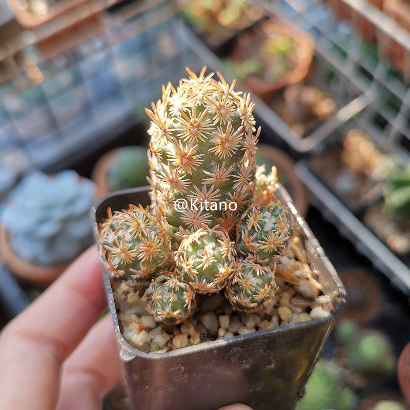 紫丸子仙人球紫王子松球属紫花易养稀有品种多肉植物庭院小盆栽