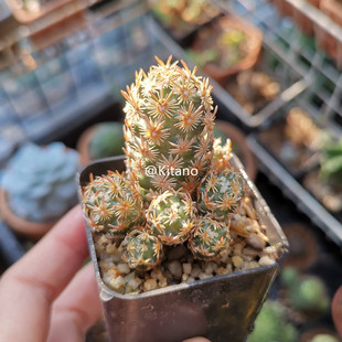 紫丸子仙人球紫王子松球属紫花易养稀有品种多肉植物庭院小盆栽