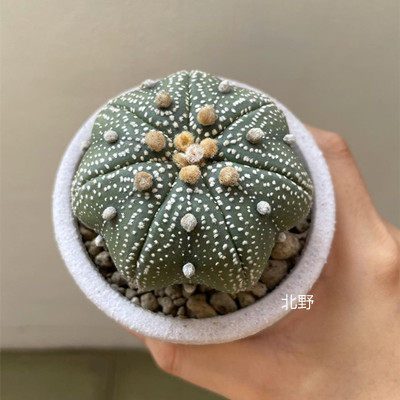 北野植物馆大颗仙人球防辐射
