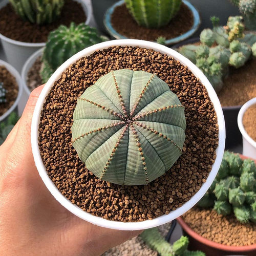 布纹球仙人球无刺开花小盆栽桌面
