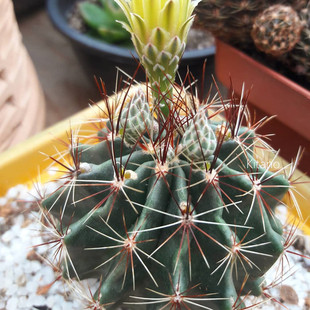 龙王仙人球 实生多肉植物组合拼盘 桌面肉肉小苗 开花多肉球