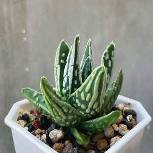 天使之泪 成株苗硬叶十二卷多肉植物组合办公室桌面盆栽新手盆栽