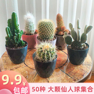 大颗仙人球奇仙玉眩美玉狮子王稀有开花美观多肉植物创意小盆栽