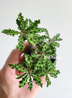 花卉窗台多肉植物防辐射大戟科