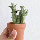 北野 紫龙角多肉植物组合小盆栽 办公室内奇趣绿植创意开花萝藦科