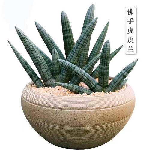 北欧风佛手虎皮兰植物盆栽品种圆叶虎尾兰裸桌面办公室绿植花卉