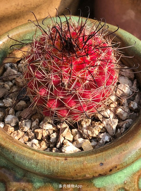 红娜丸仙人球 稀有红色球开花贵货仙人掌办公室趣味小盆栽