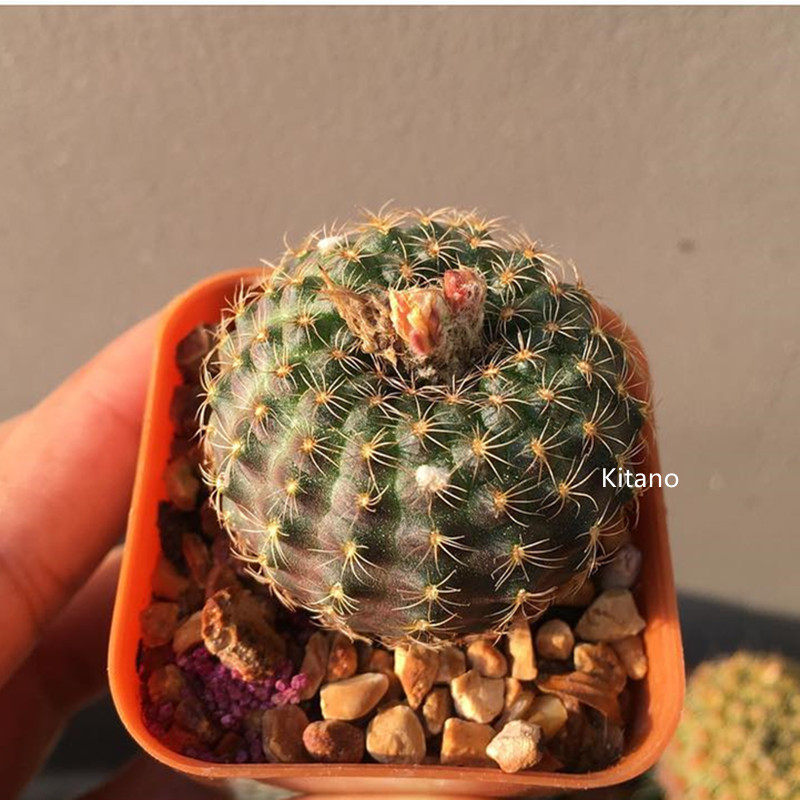 天惠丸实生小型士童属仙人球趣味开花趴刺仙人掌桌面防辐射小盆栽