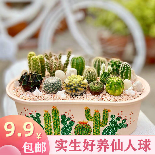 仙人掌开花肉肉仙人球实生组合