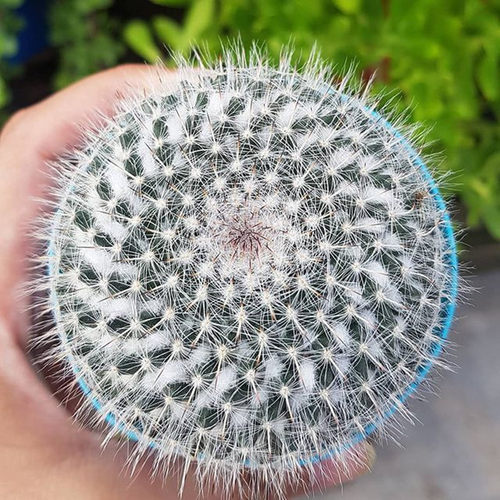 实生玉翁仙人球植物室内盆栽