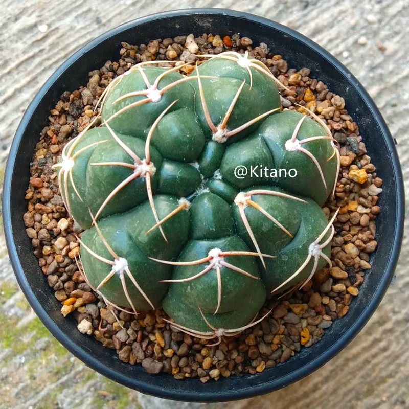 北野美花海王仙人球实生裸萼属开大花粉红花白花开花球防辐射盆栽