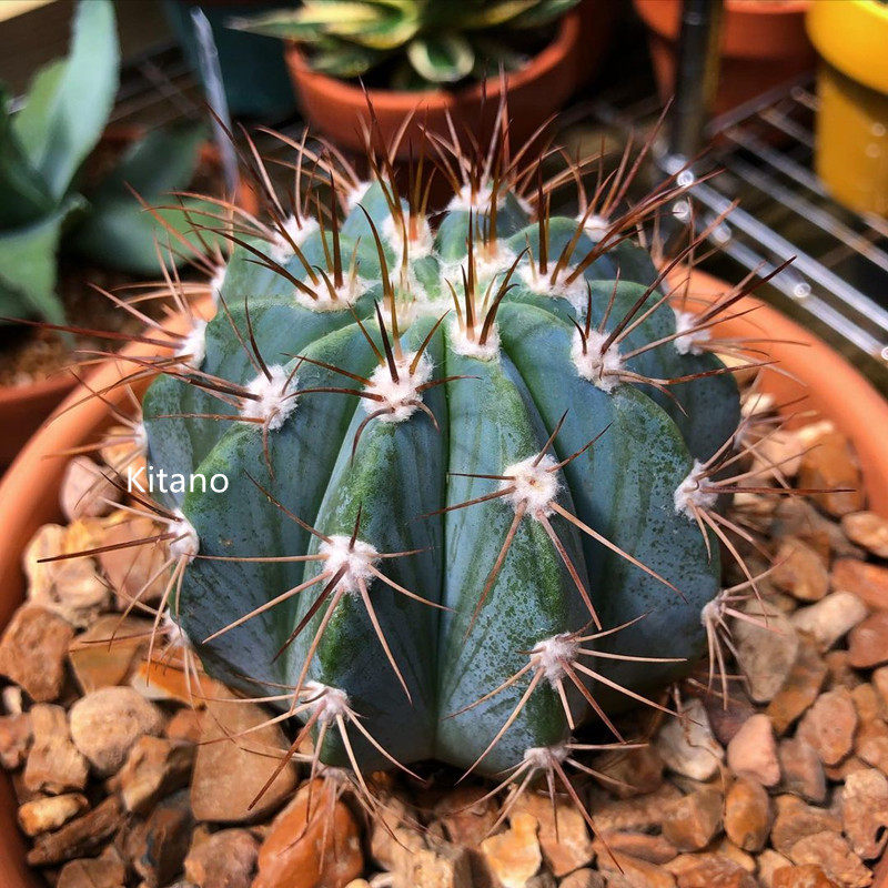 小盆栽仙人球开花办公室