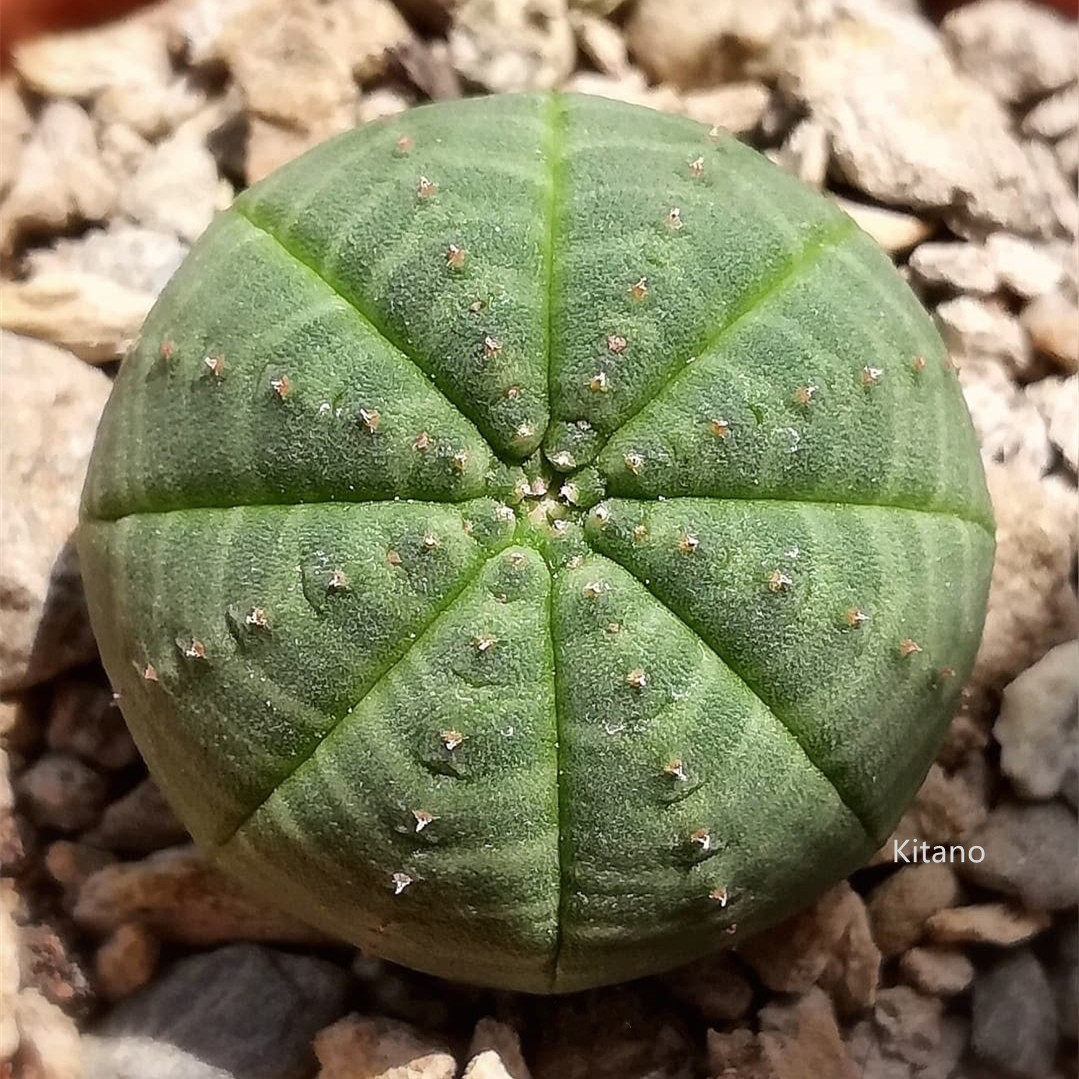 布纹球多肉植物组合小盆栽 桌面无刺大戟科仙人球 办公室开花肉肉