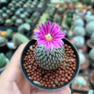 精巧殿实生仙人球小型稀有品种娇丽属开花仙人掌多肉植物小盆栽