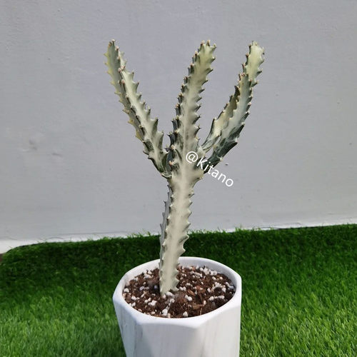 北野植物馆白龙骨群生老桩  ins风春峰白锦大戟科多肉植物