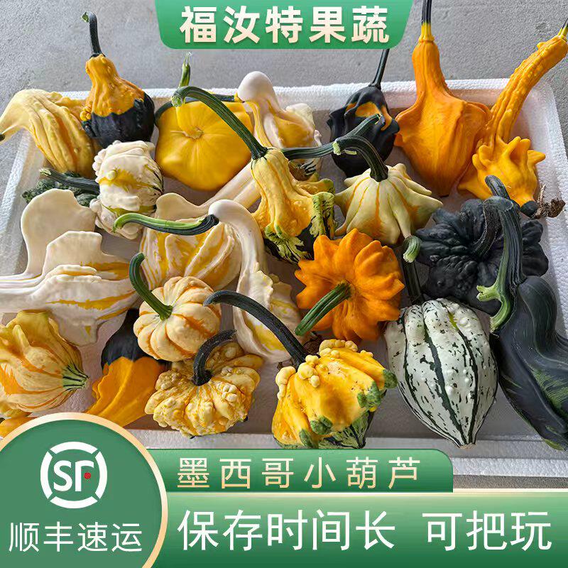 墨西哥葫芦七彩小南瓜可手盘摆盘观赏文玩真果居家装饰天鹅钱袋子