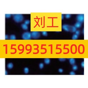 Whatman黑色径迹蚀刻PC亲水过滤滤膜孔径0.2um 111156GE