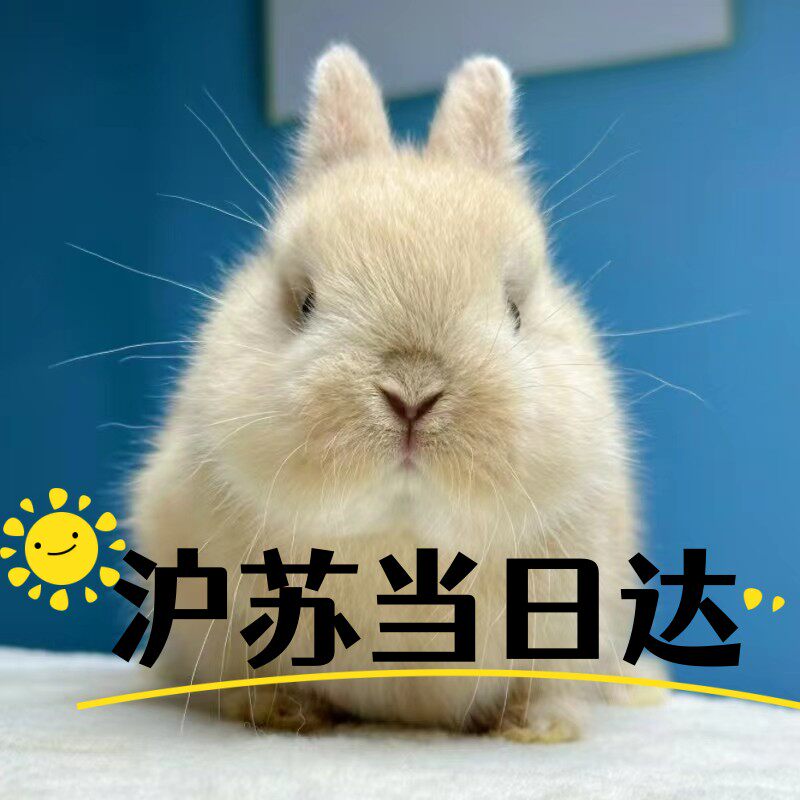 兔子活物侏儒兔垂耳兔家养迷你小型长不大茶杯兔宠物兔猫猫兔