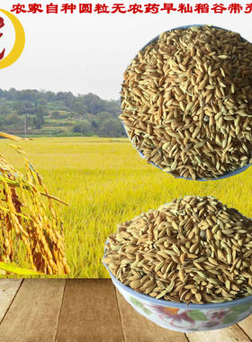 农家新粮鲜早稻谷带壳水稻子鸽子喂鸡鸭吃的宠物饲料25kg50斤包邮