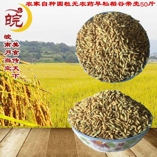 农家新粮鲜早稻谷带壳水稻子鸽子喂鸡鸭吃的宠物饲料25kg50斤包邮