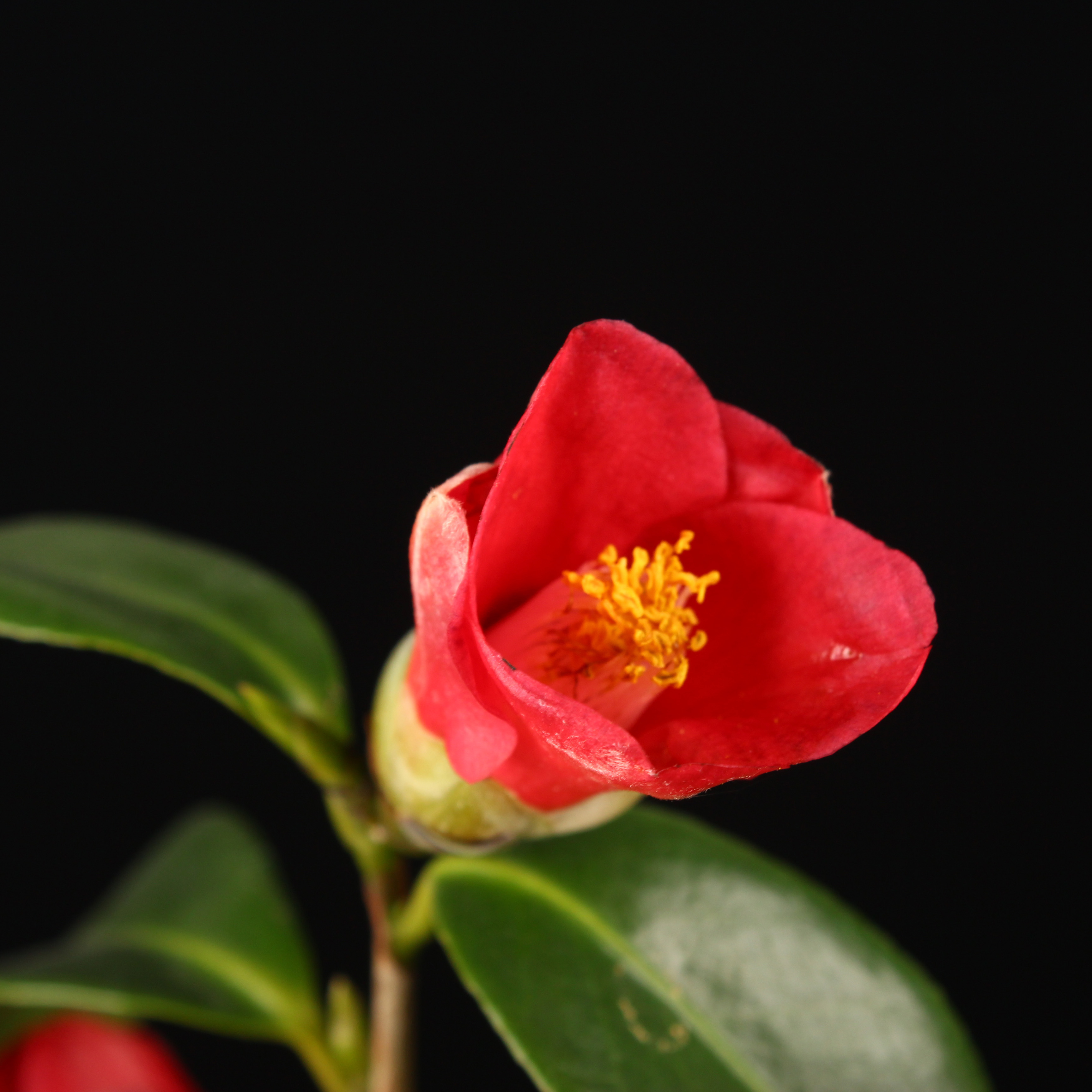 万园盆栽 日本茶梅出云大社椿 大红山茶花 临水造型茶果盆景 鲜花速递/花卉仿真/绿植园艺 造型盆景 原图主图