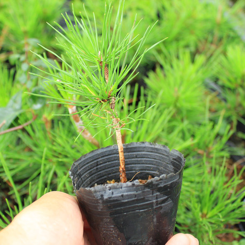 万园盆栽 日本三河黑松矮霸轴切苗 提根黑松小品  荒皮性黑松盆景