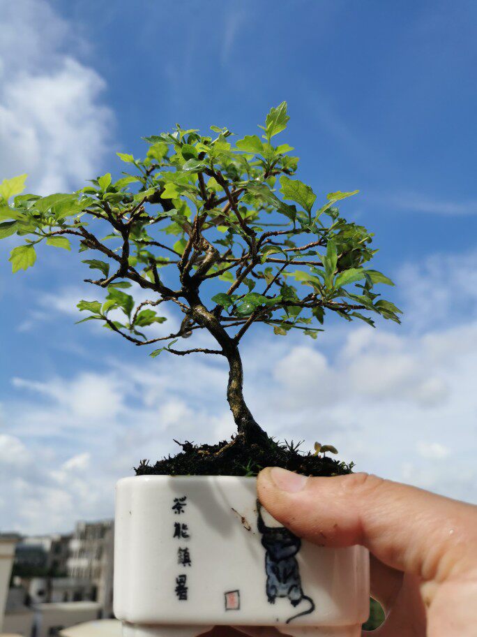 万园盆栽 日本香枫 芝麻极小叶三角枫 小叶香枫盆景 微型小品落叶