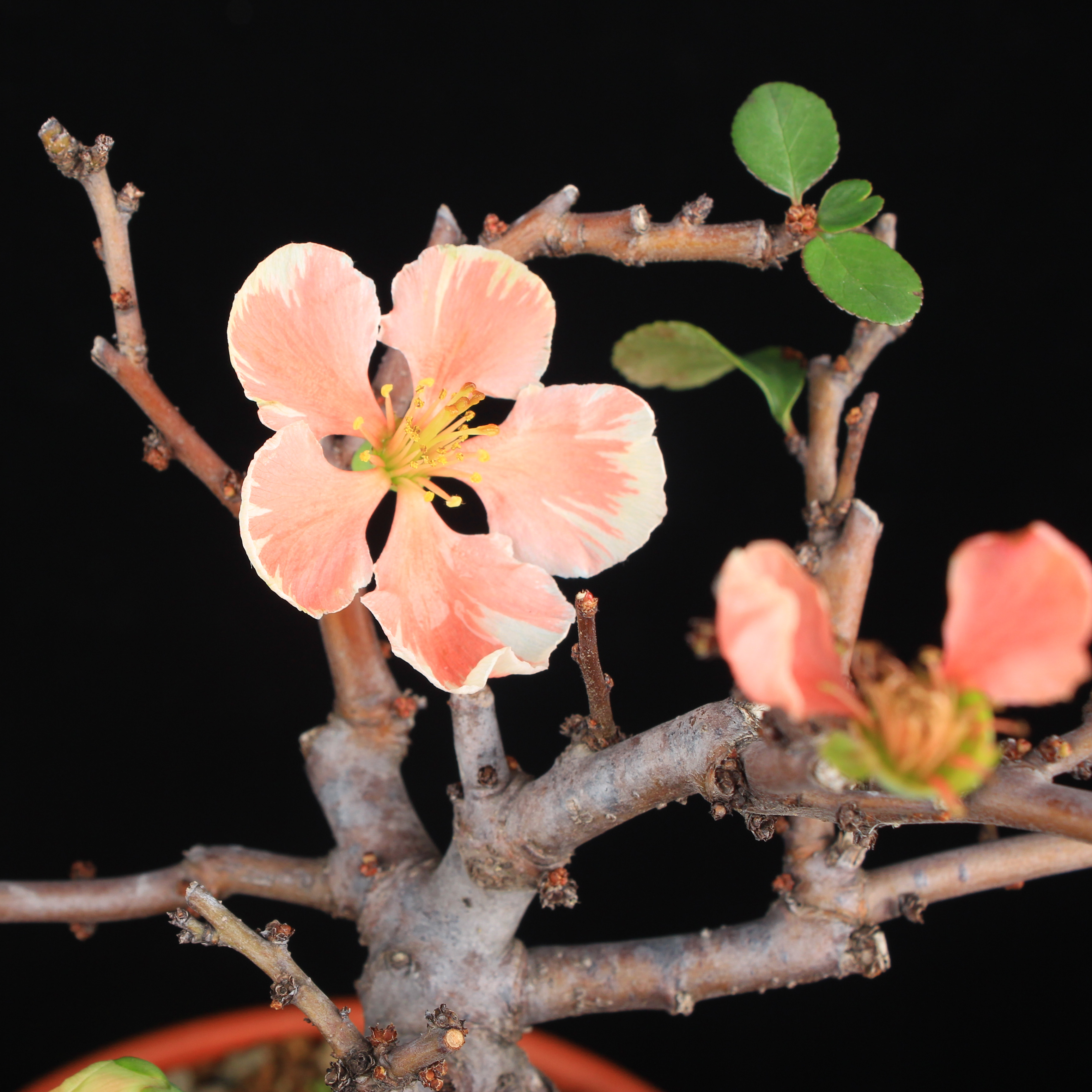 万园盆栽 日本精品海棠 芳寿之誉 海棠杂木花果盆景 迎春花盆栽