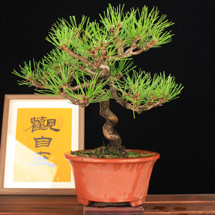 万园 日本三河黑松 茶台绿植 阳台常绿观叶盆景 黑松盆栽