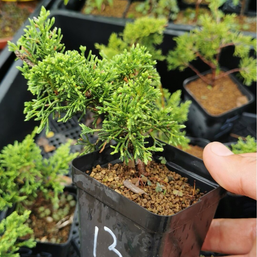 万园盆栽 日本八房系鱼川真柏素材苗 品种控真柏盆栽小品松柏盆景