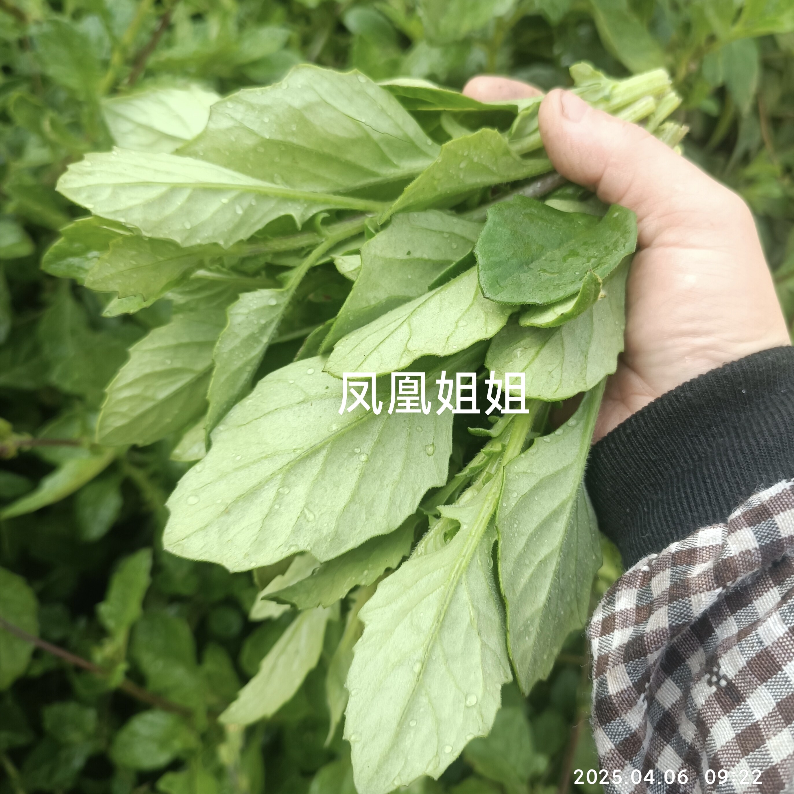 新鲜片仔癀草白凤菜现摘蔬菜煲汤火锅榨汁福建漳州古城特产限包邮