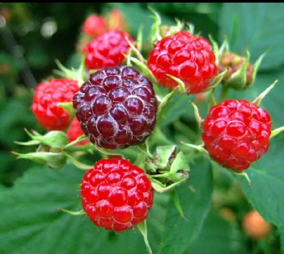 野草莓树莓覆盆子苗10棵现挖带根