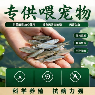 专供喂养宠物鲫鱼活鱼基地直发科学养殖抗病力强绿色无污染