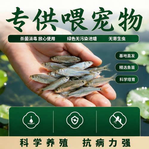 专供养殖鲫鱼活鱼抗病强直发
