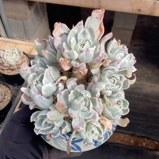 伯克利锦一物一拍