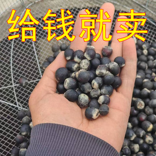 野生木患子种子无患子原料按斤出售 DIY散珠通货圆皂角菩提子佛珠