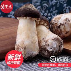 姬松茸新鲜非干货云南特产姬松茸菌香格里拉松茸产地现采