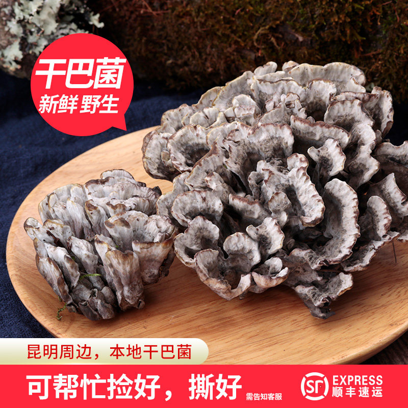 2025野生新鲜干巴菌云南昆明特产马牙菌云彩菌野生菌香浓味韧500g