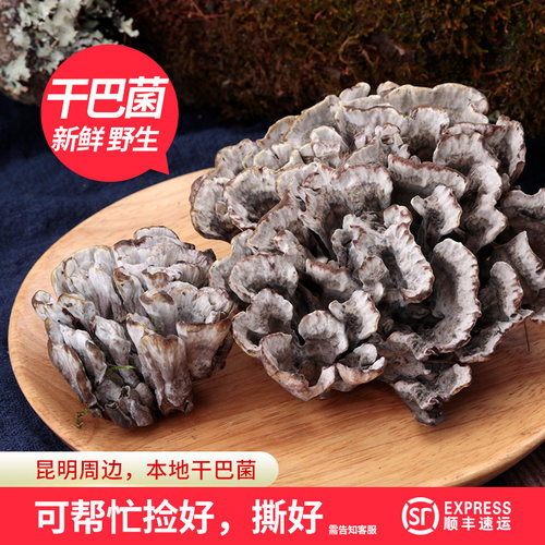 新鲜野生干巴菌云南昆明500g