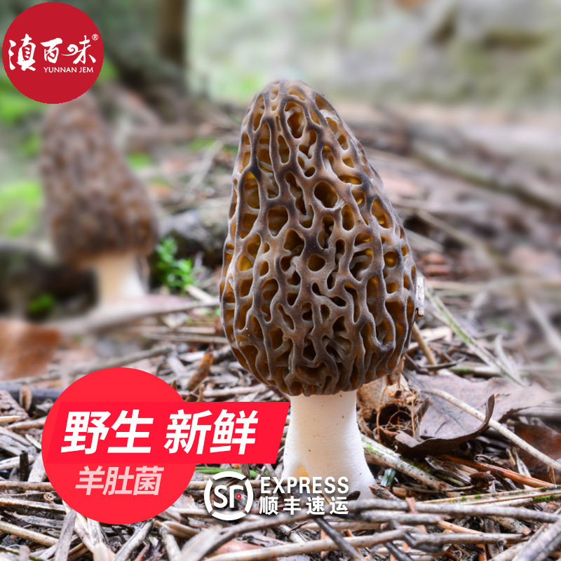 野生羊肚菌云南特产新鲜野生菌羊肚蘑鲜食用菌蘑菇野生羊肚菇500g