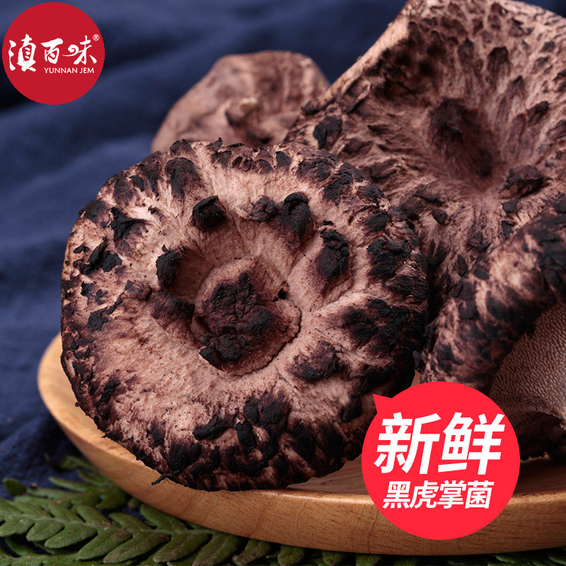 2026云南野生黑虎掌菌新鲜虎掌菇楚雄黑虎掌野生虎掌菌