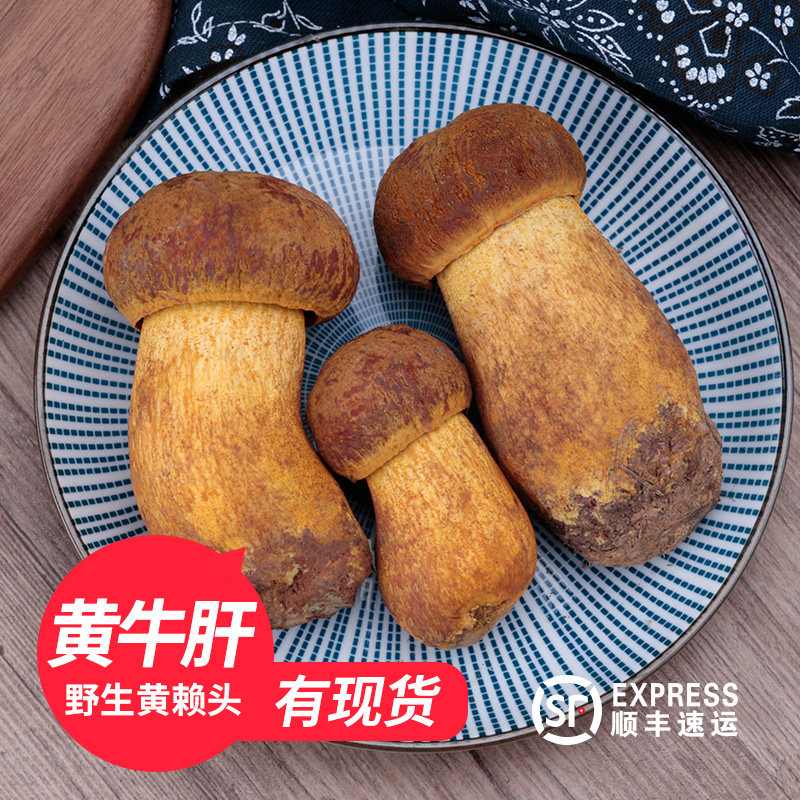 2026野生黄牛肝菌新鲜云南特产牛肝菌鲜菌菇黄赖头蘑菇500g