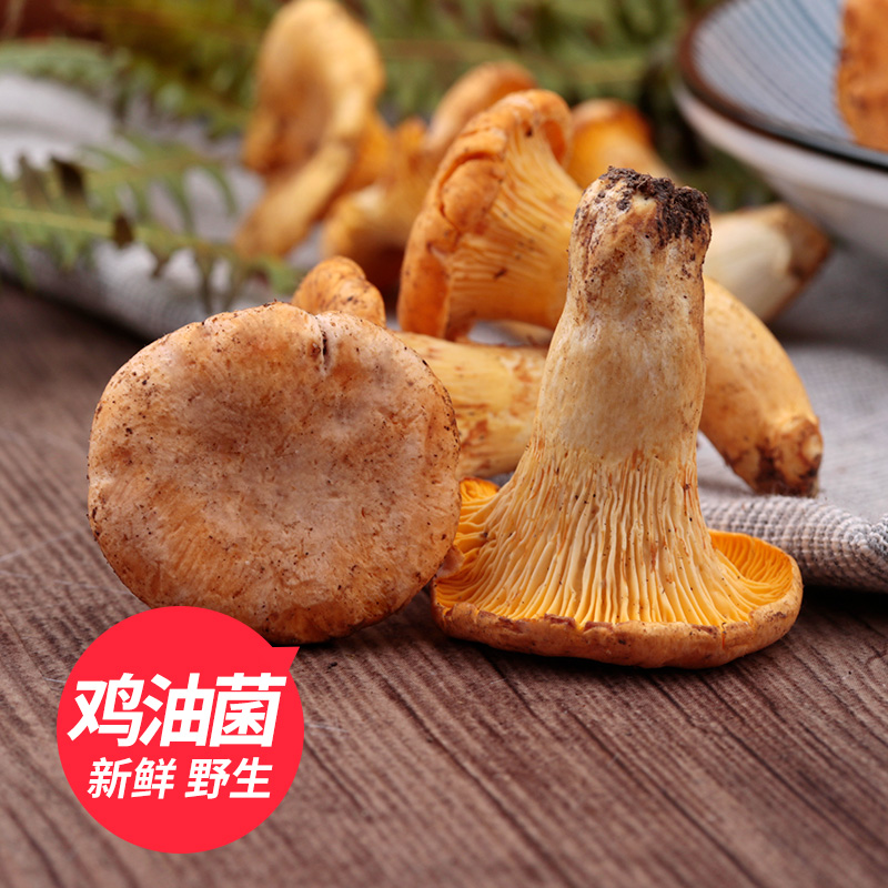 【现货】野生鸡油菌 新鲜野生菌黄丝菌杏黄菌云南特产新鲜杏香
