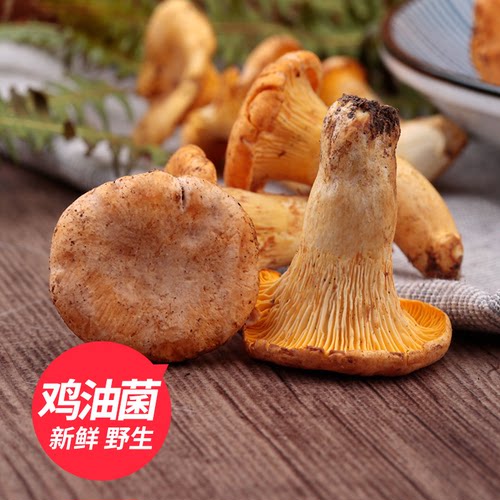 云南野生鸡油菌新鲜黄丝菌