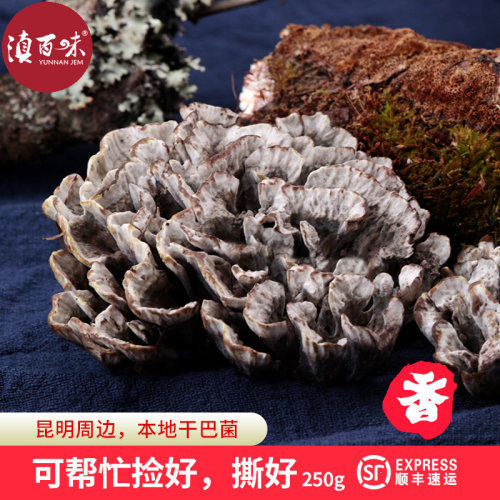 新鲜干巴菌云南特产野生
