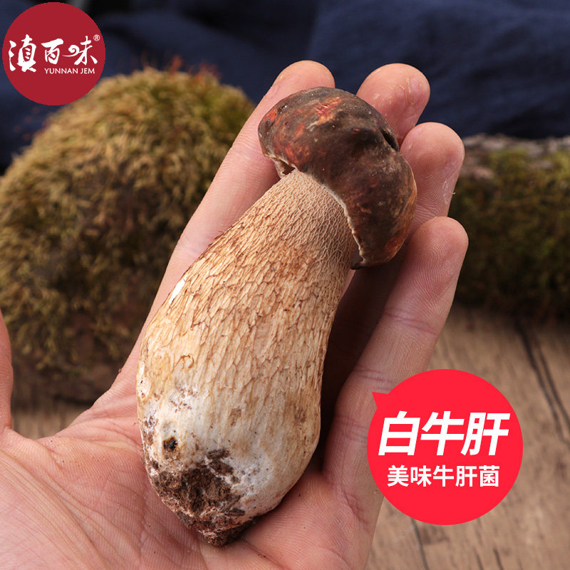 新鲜美味牛肝菌云南新鲜野生乔巴白牛肝菌楚雄牛杆蘑菇食用菌500g